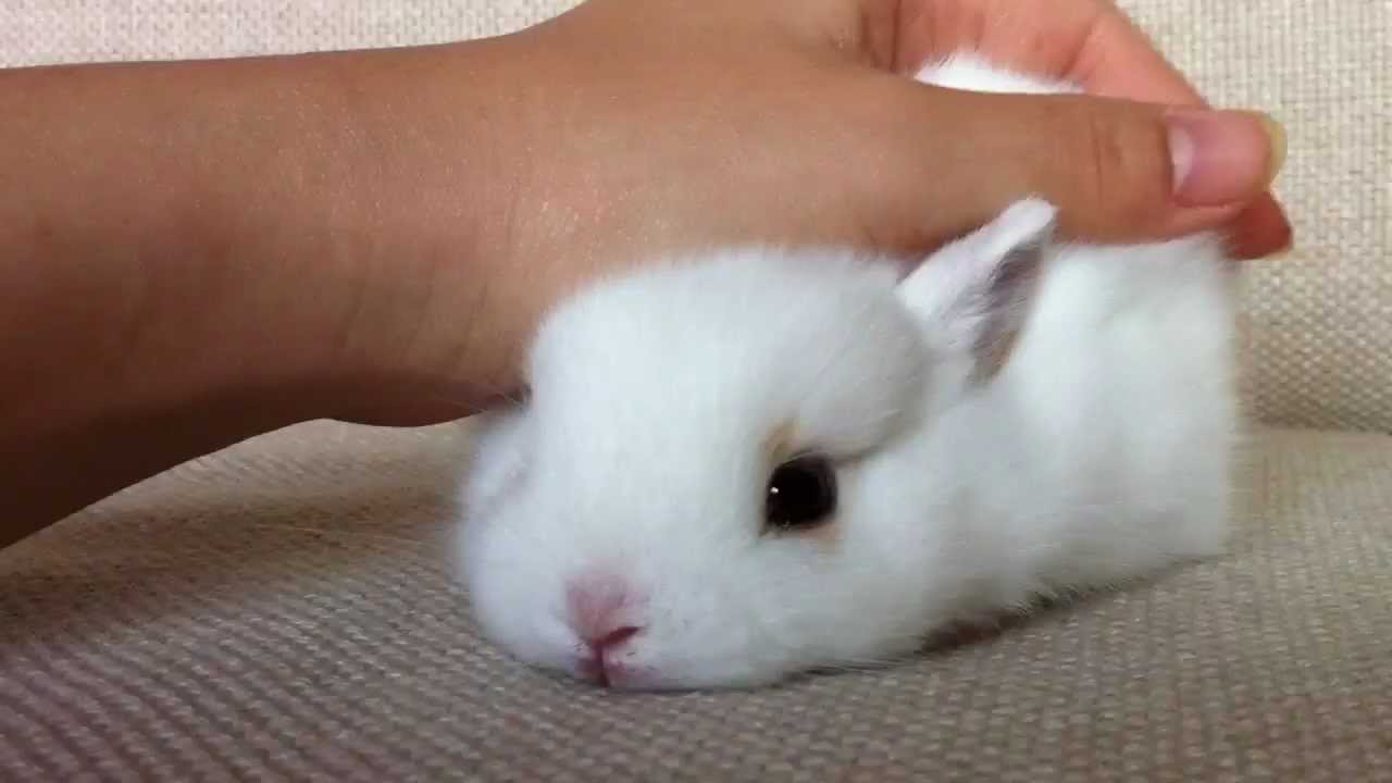 雪見だいふく？！ うさぎのモキュ様の赤ちゃんその2　Mokyu baby is born - YouTube