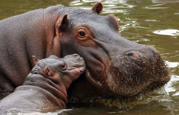 【画像】動物同士のキス
