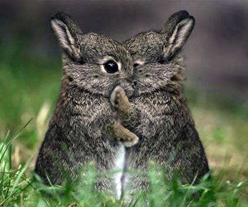 【画像】動物同士のキス