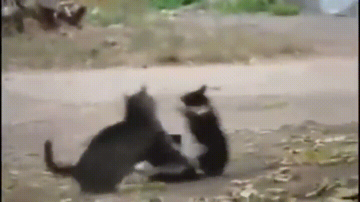 猫にケンカを挑もうとした猫、犬により強制退場