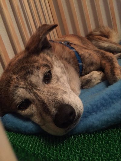 ”なると君  【ご報告】” | 紡いだ命　～アルマ東京ティアハイム～