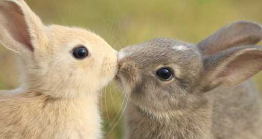 【画像】動物同士のキス