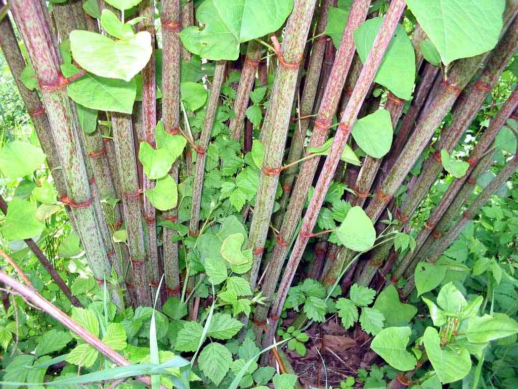 子どもの頃していた危険な遊び「橋の手すりの上を歩く」「階段を何段ジャンプできるか試して骨折」