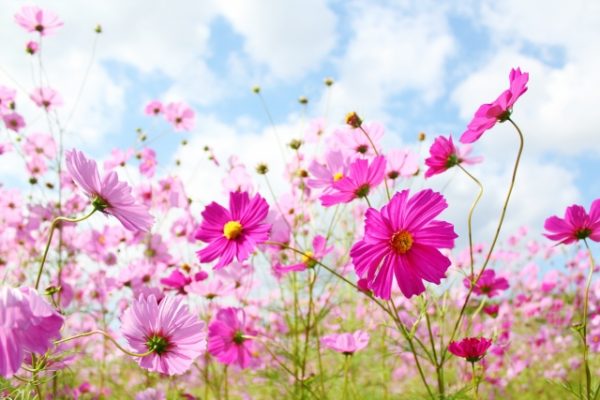 鬱の方、家事のヒント共有しませんか