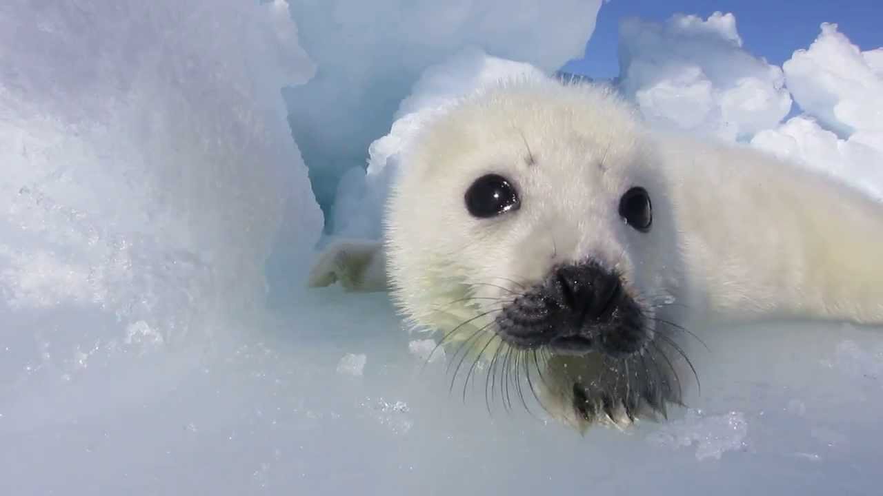 あざらしの赤ちゃん 『 はじめまして 』 Baby Harp Seal-9 - YouTube