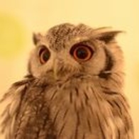 初出店！！フクロウカフェ  がるチャン店