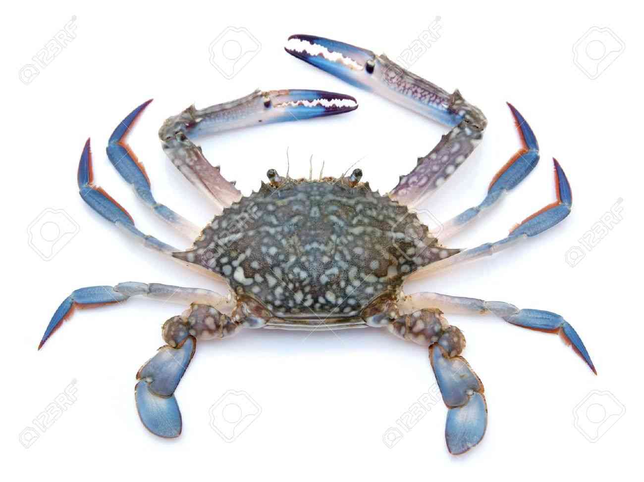 青い食べ物大丈夫ですか?