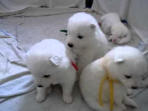 Samoyed Puppies サモエドの赤ちゃんたち生後21日目　No.1 - YouTube