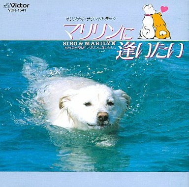 「可哀想」が気付けば多頭飼育崩壊…40代姉妹が書類送検　市営住宅に猫40匹