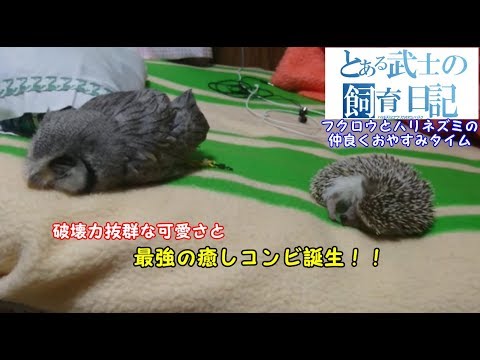超癒し！！フクロウとハリネズミの仲良くおやすみタイム～Owl and hedgehog sleep together and go to bed～ - YouTube