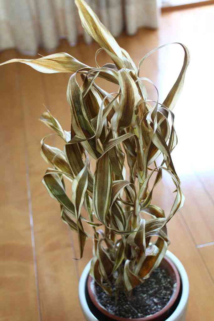 生き物や植物の世話での失敗