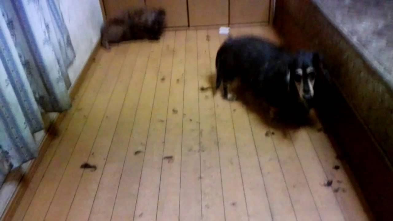 動物 - YouTube
