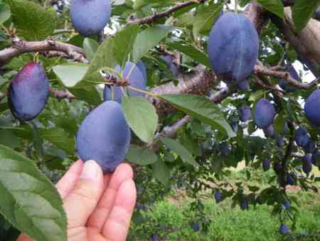青い食べ物大丈夫ですか?