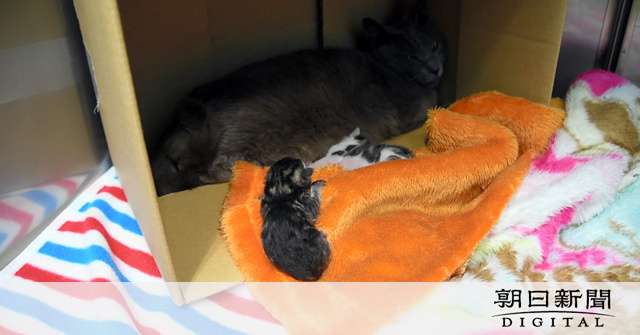 「可哀想」が気付けば多頭飼育崩壊…40代姉妹が書類送検　市営住宅に猫40匹