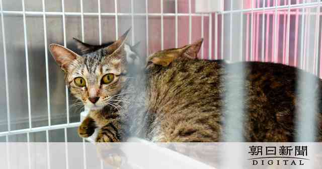 「可哀想」が気付けば多頭飼育崩壊…40代姉妹が書類送検　市営住宅に猫40匹