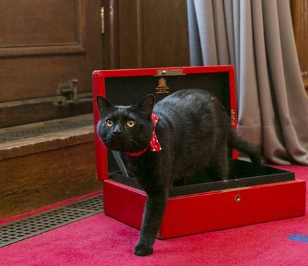 「ネズミ捕獲長」の猫が一時行方不明 英財務省全体がパニックに