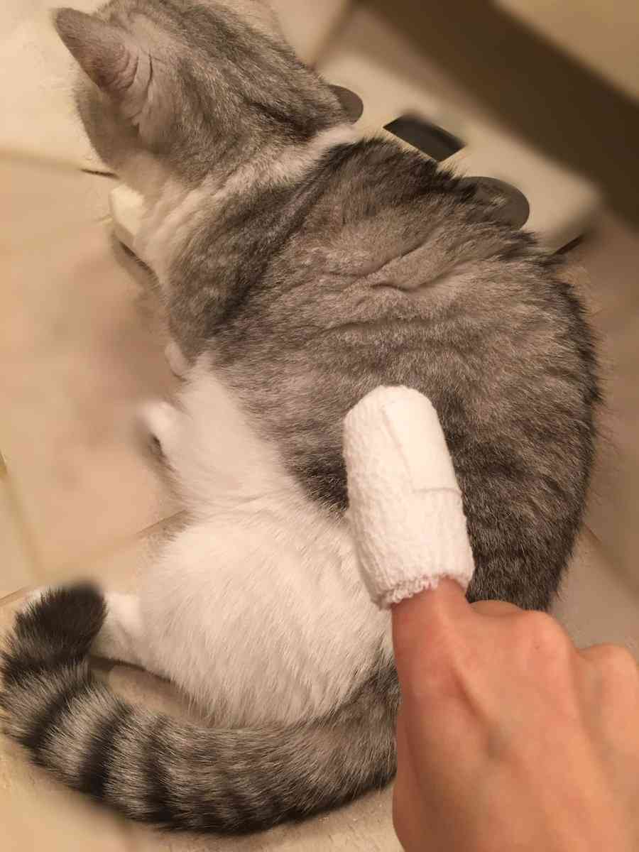 HKT48指原莉乃、怪我　心配の声相次ぐ