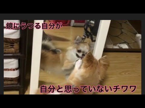 【猫と犬】鏡にうつる姿をみての反応の違い【尻尾に敵意をもつ犬】Cat and dog Life - YouTube