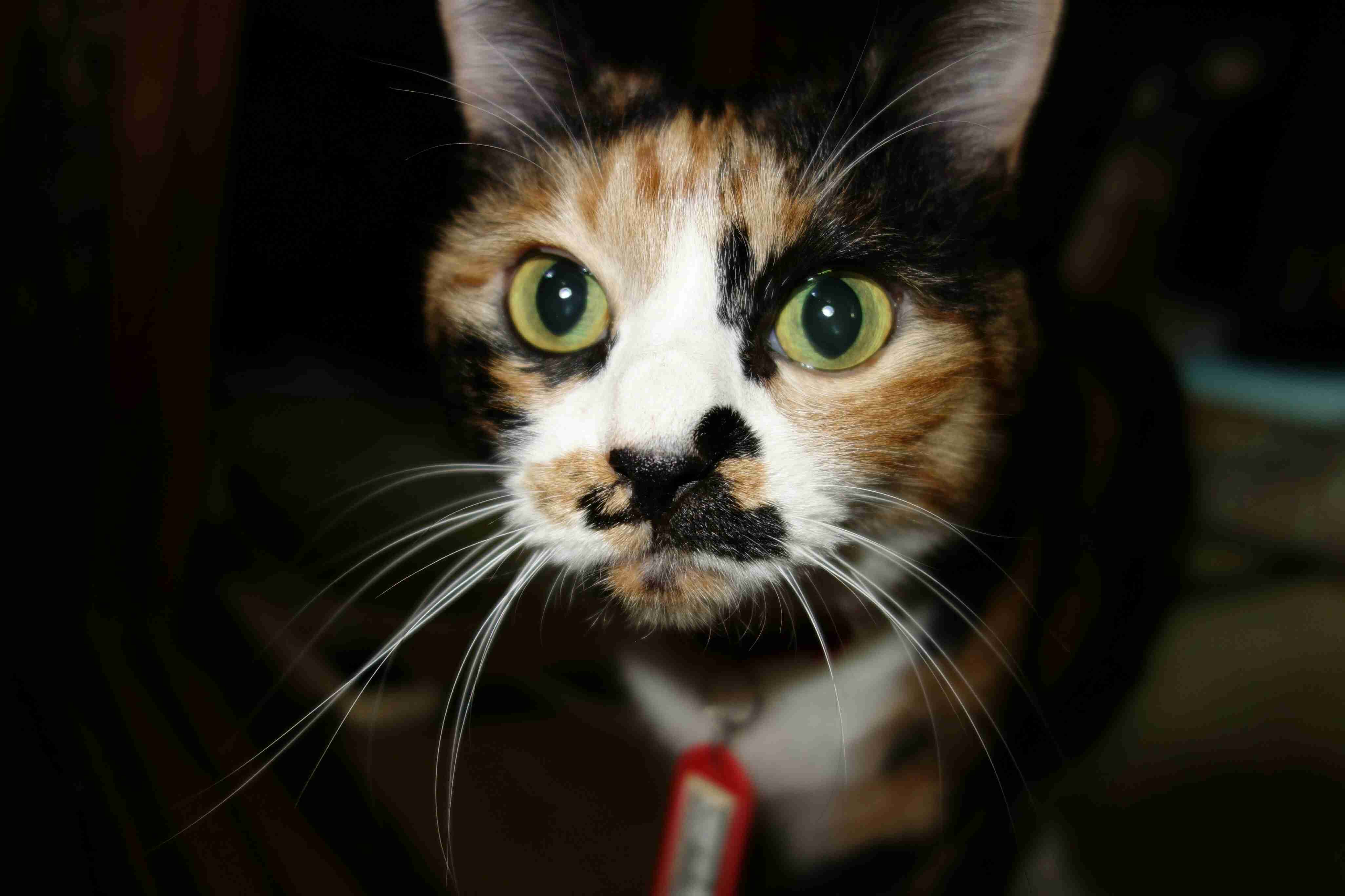 ペットの写真を貼っていくトピ③