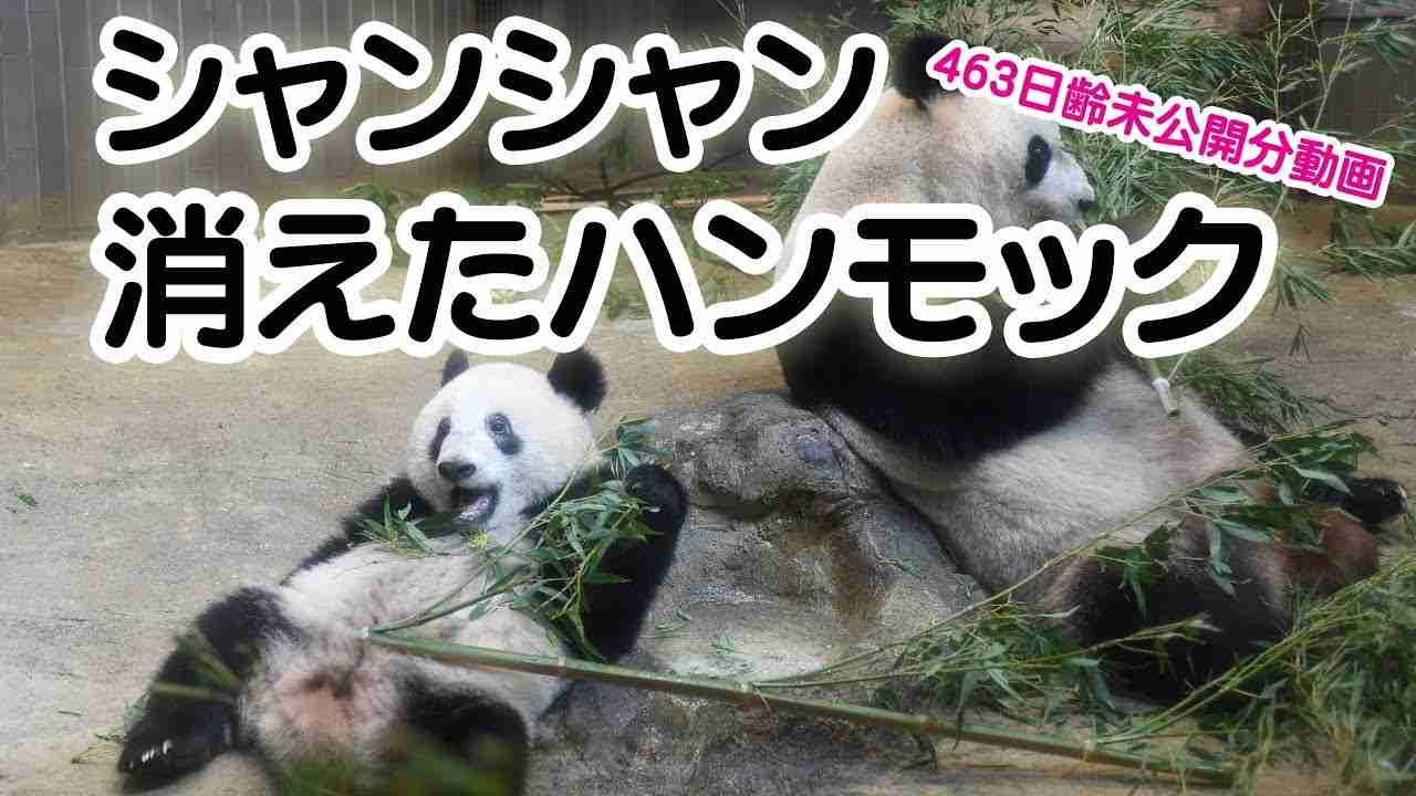 パンダのシャンシャン463日齢　消えたハンモック！ - YouTube