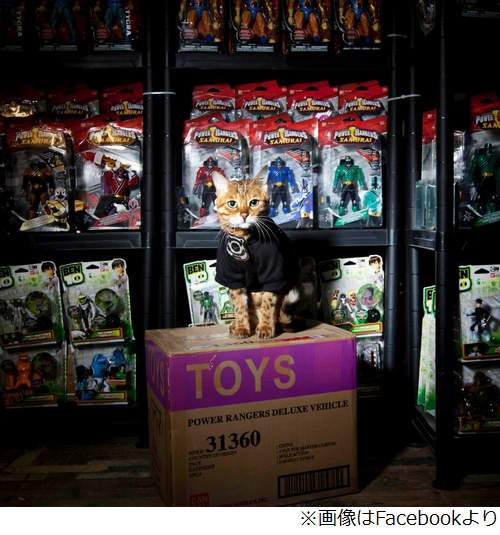 「ネズミ捕獲長」の猫が一時行方不明 英財務省全体がパニックに