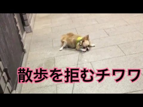 【猫と犬】押入れに隠れる猫。はじめだけ散歩を嫌がる犬。【ニャワワンペース】Cat and dog Life - YouTube