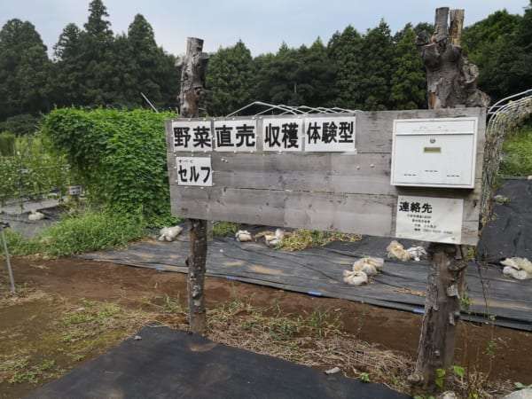 なすが1個10円と激安！　千葉県の『無人もぎとり菜園』が楽しすぎてスゴい