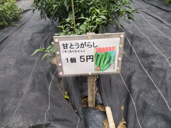 なすが1個10円と激安！　千葉県の『無人もぎとり菜園』が楽しすぎてスゴい