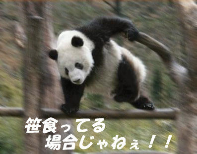 【パンダ】無理して笹食ってる？ホントに笹食ってる場合じゃねえ！ - NAVER まとめ