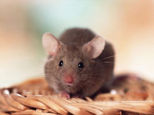 「ネズミ捕獲長」の猫が一時行方不明 英財務省全体がパニックに