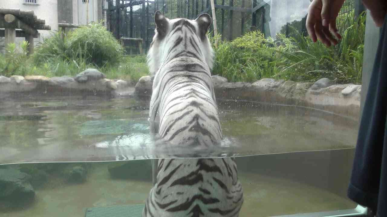 ホワイトタイガー の『リク』 (平川動物公園) 2018年7月29日 - YouTube