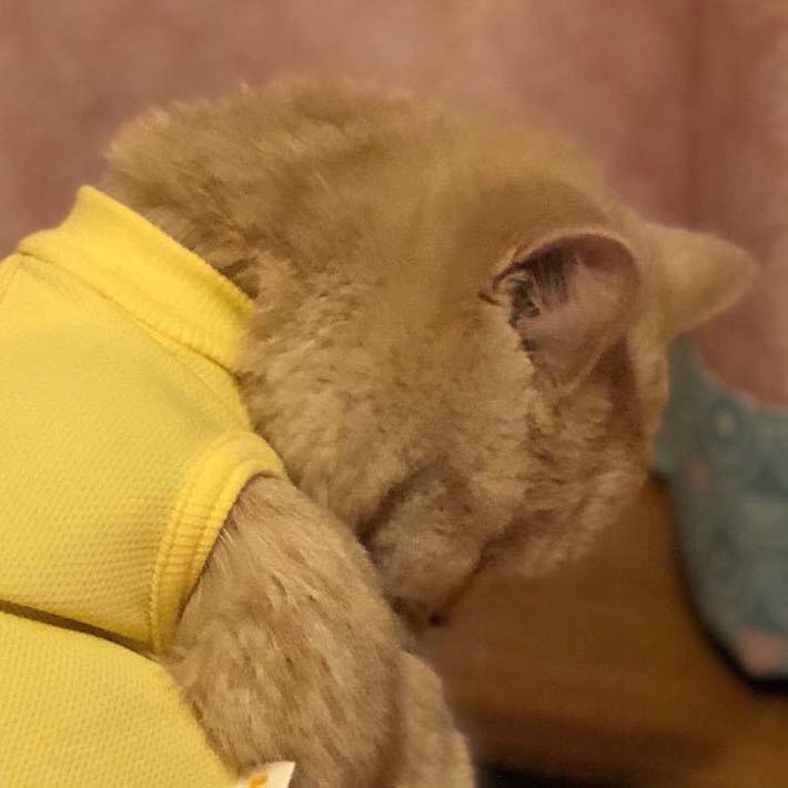 「ごめん笑った」「レスリング選手かと」　猫の後ろ姿に、ツッコミが殺到！