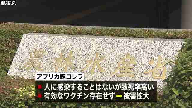 荷物からアフリカ豚コレラ 中国から日本にウイルス持ち込み