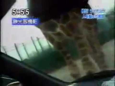 ライオンに襲われる飼育員 - YouTube