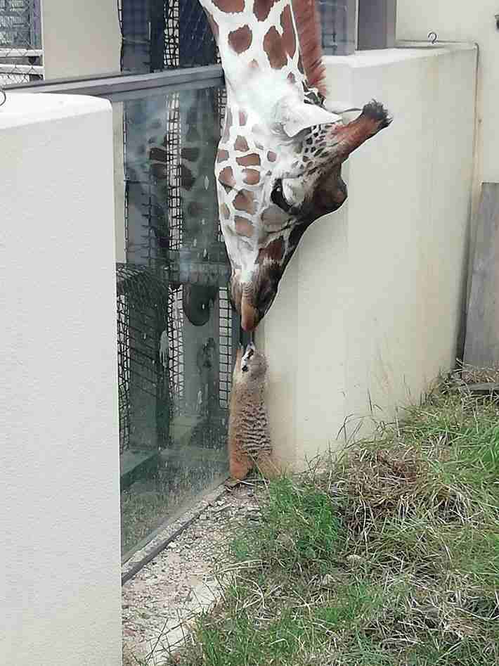 【画像】やさしさで溢れるトピ♪