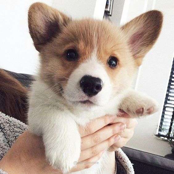 コーギー