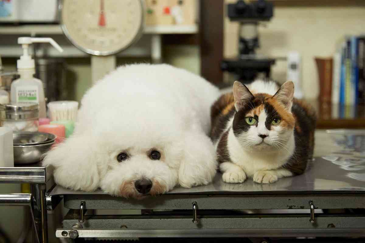 【実況、感想】僕とシッポと神楽坂 #01