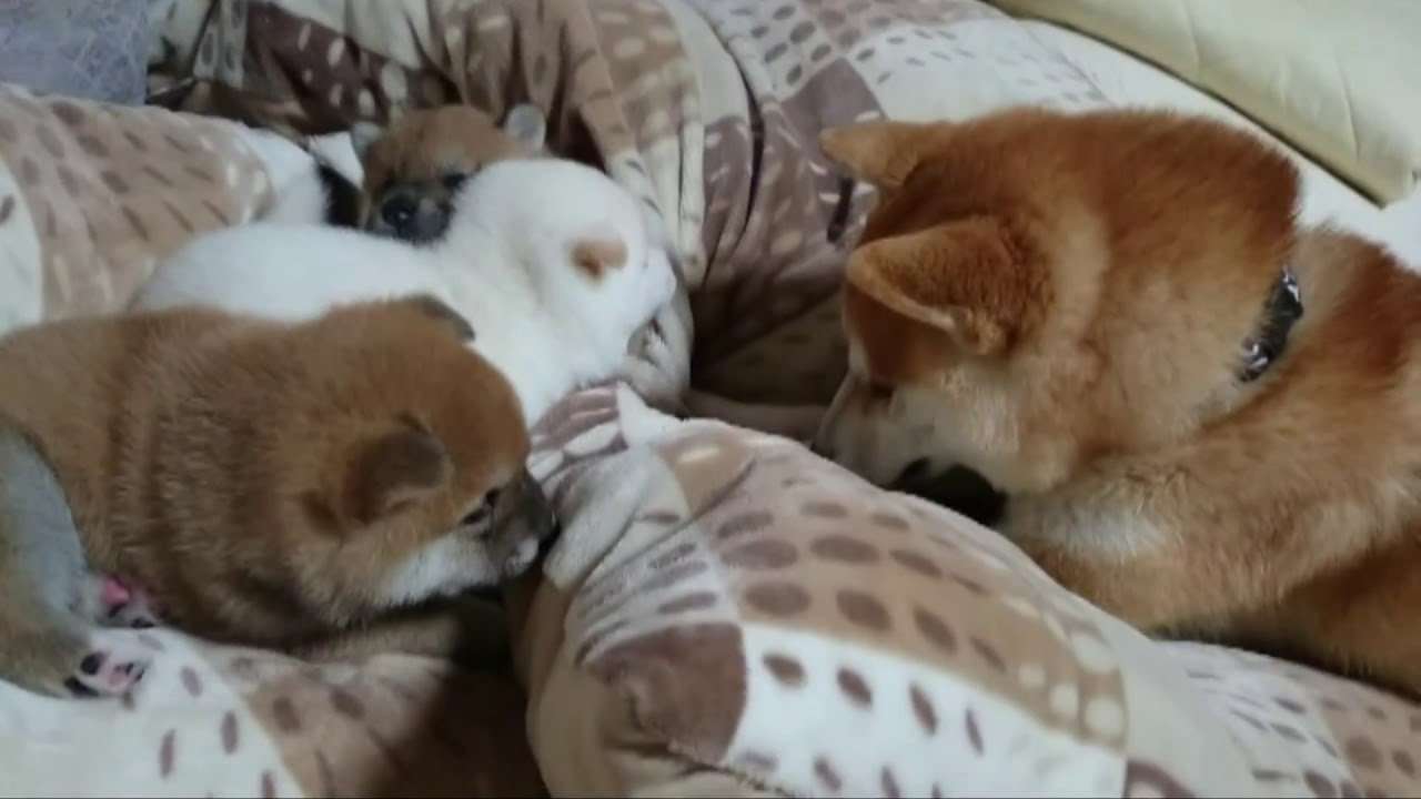 A dad was scolded.やりすぎパパにママぶち切れ！　☆柴犬☆アズ＆コタ、ファミリーの日常 - YouTube