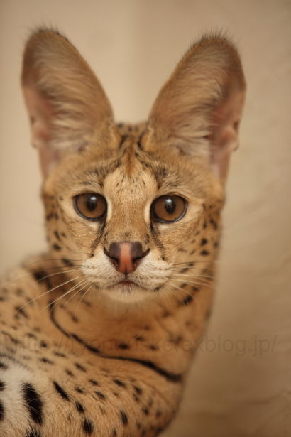 世界で一番大きな猫は想像以上に飼うのが大変だった - NAVER まとめ