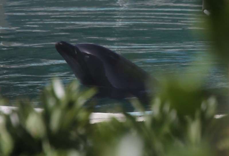 閉館水族館：とり残されたイルカやペンギン助けて　千葉 - 毎日新聞
