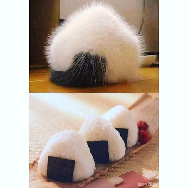 おにぎりの海苔  パリパリ派？しっとり派？