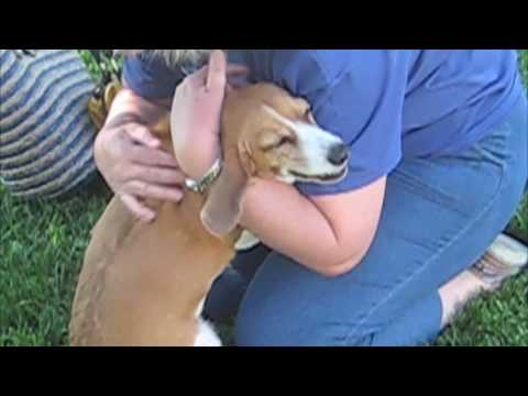 Our dog is emotional.mov - YouTube