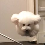 僕とシッポと神楽坂【公式】 (@shippo_daikichi) • Instagram photos and videos