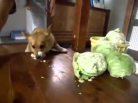 キャベツコーギー - YouTube
