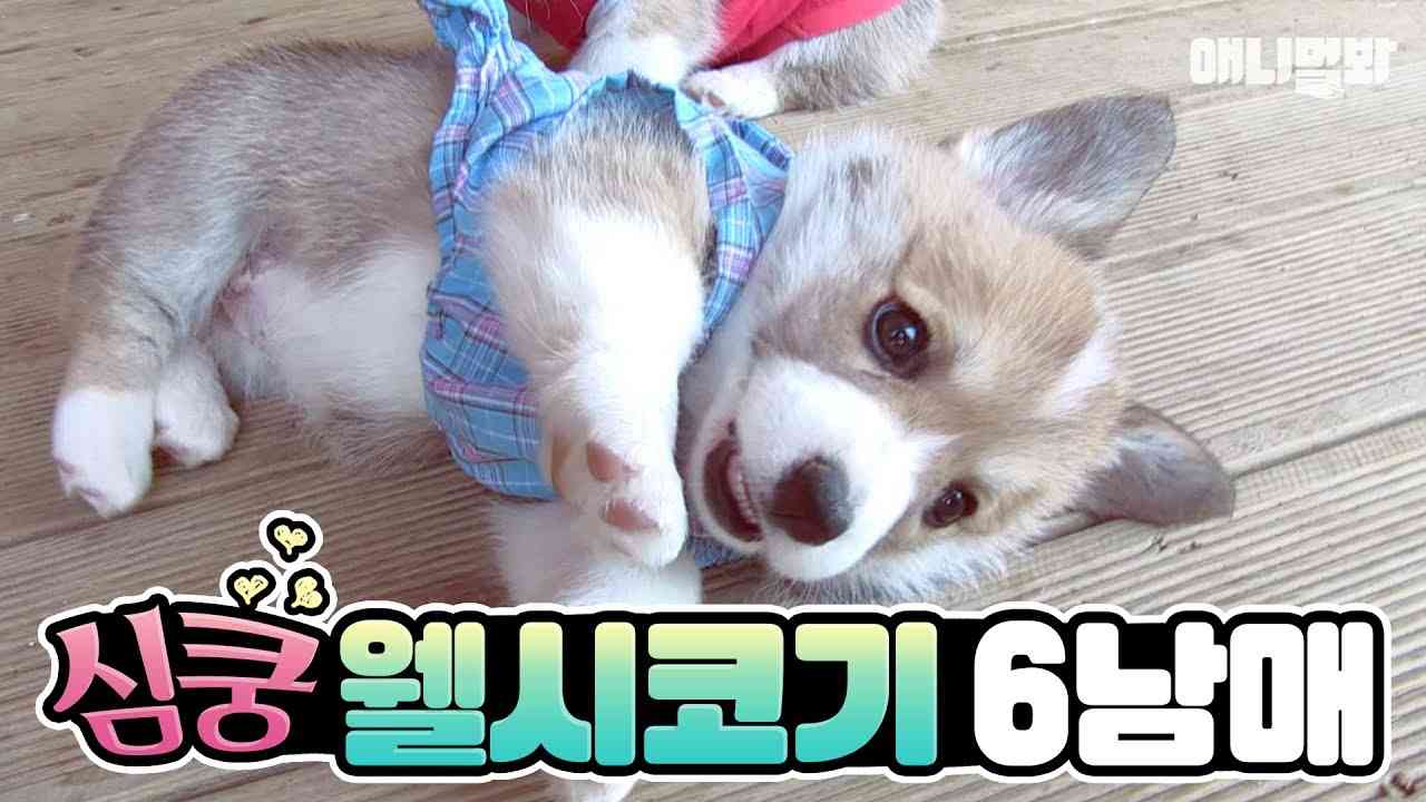 최강 귀요미 웰시코기 6남매!  근데..아빠가 리트리버라고요? - YouTube