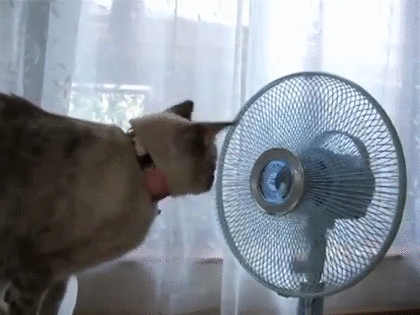 ダイエットおすすめ動画