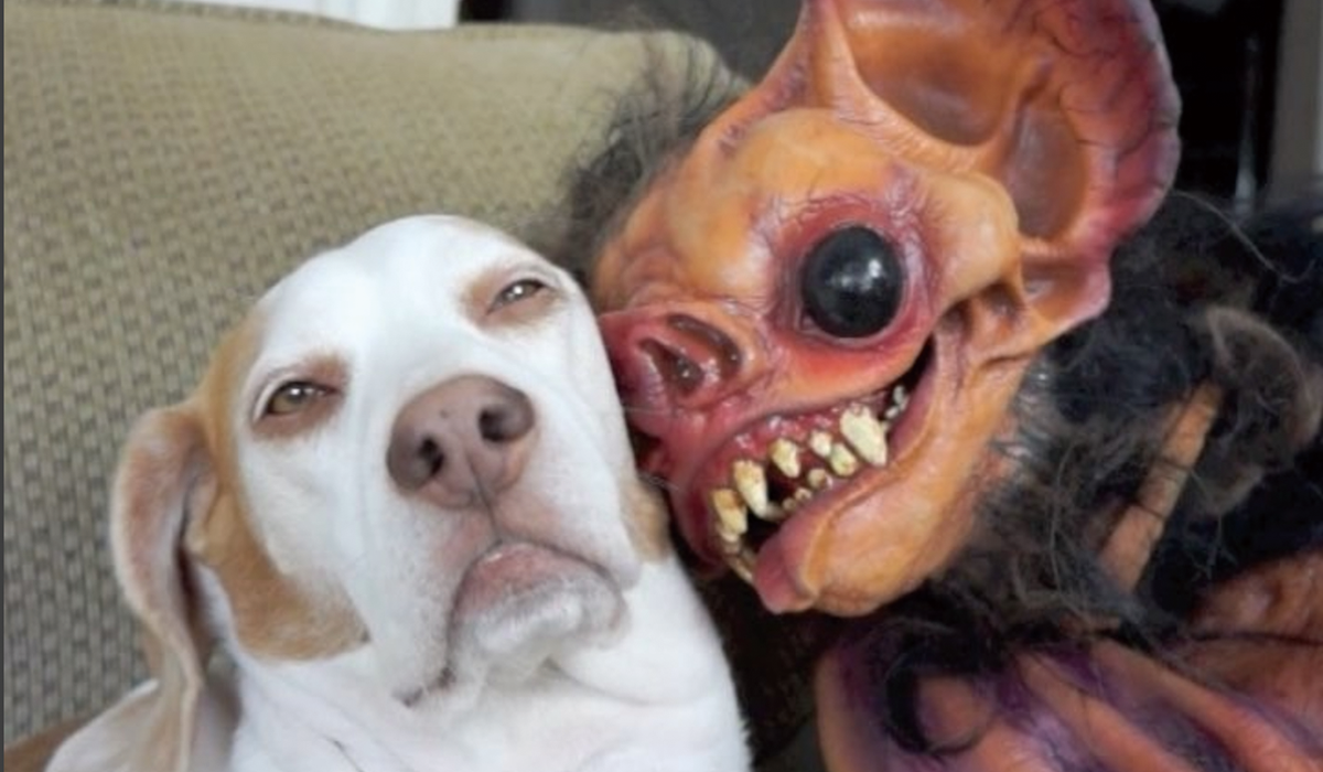 犬 vs. 怖いお面〜不安になる犬、仲良くなる犬 | the WOOF イヌメディア