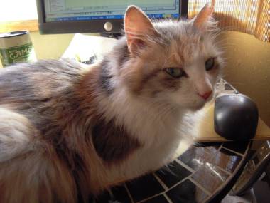 気が強そうな顔写真を貼るトピ