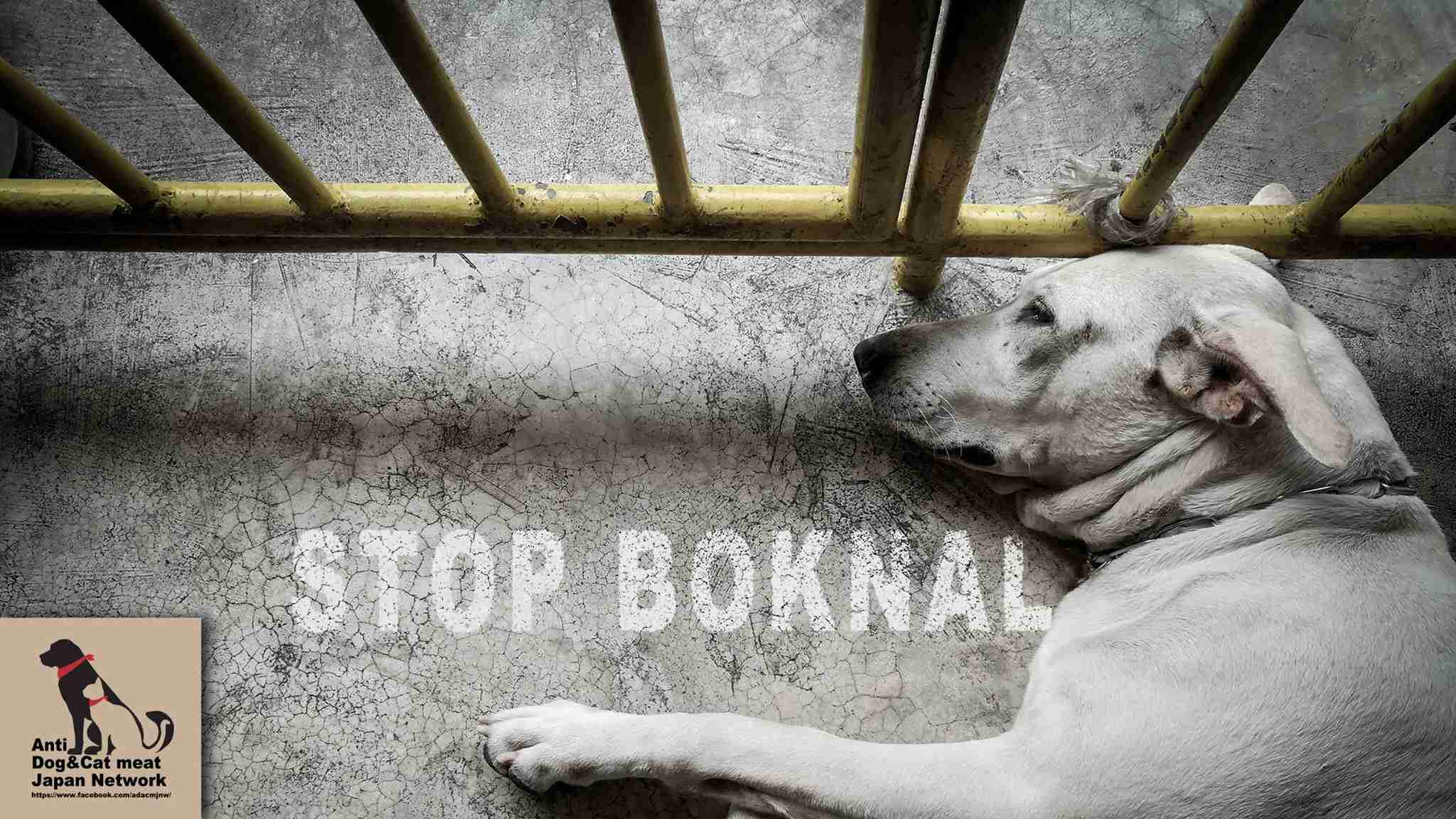 【署名あり】犬100万頭が殺される韓国の犬肉祭りが始まる。#Stop BokNal | 動物救援隊　外交官　ももこひめ