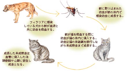 猫フィラリア